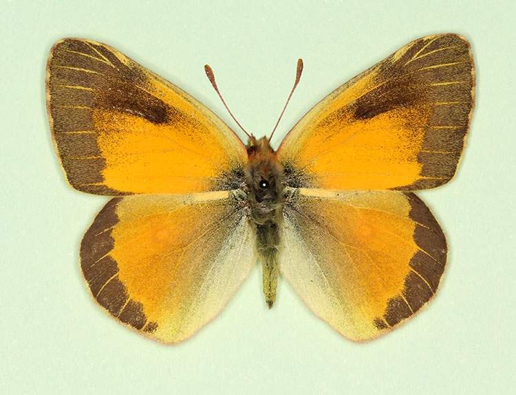 Colias croceus male (aberrant form nigrofasciata) (Internet Image property of respective owner, non-commercial use only)